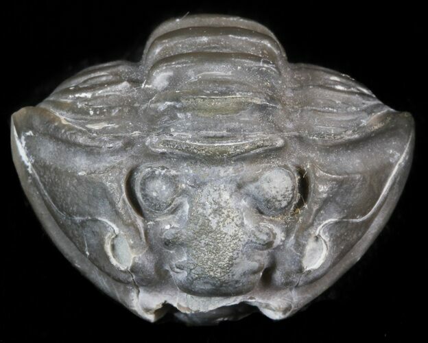 Large, Enrolled Flexicalymene Trilobite - Ohio #40726